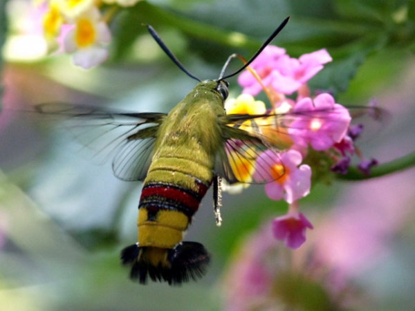 クチナシの花にオオスカシバの緑色の幼虫 害虫 がいた時の駆除方法 害虫駆除と対策 なんでも大百科